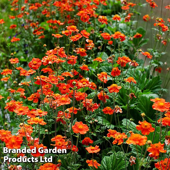 Best Value Rainbow Perennial Collection